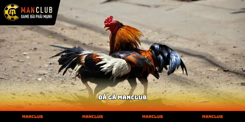 Đá Gà Theo dõi trực tiếp các trận đấu đá gà manclub sắc nét